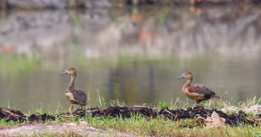 Lesser Whistling Duck